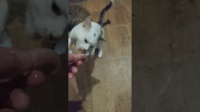 У каждого свой темперамент