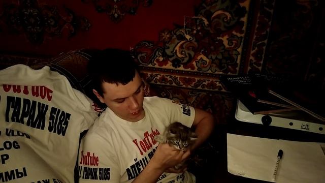 Как продать обычных котят за породистых и как правильно купить на авито и юле, смотреть онлайн