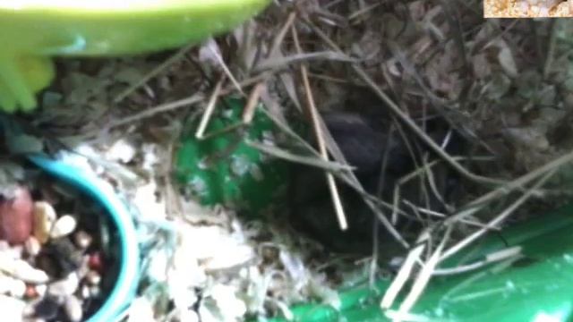 НАБЛЮДАЕМ ЗА ШОКЕРОМ/ХОМЯК смотреть онлайн