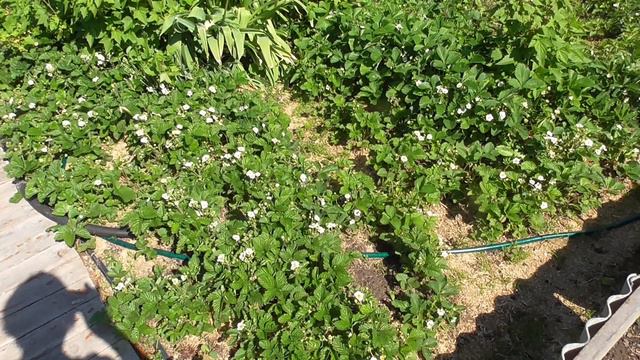 этот запах не передать смотреть онлайн