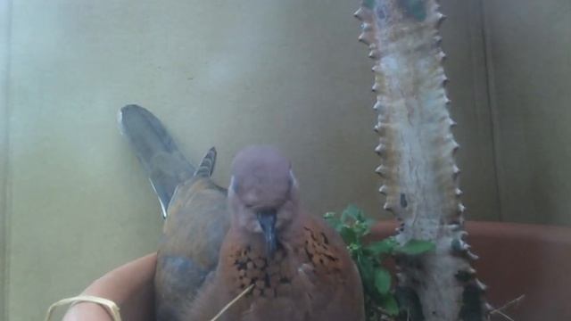 Горлинка и птенец смотреть онлайн