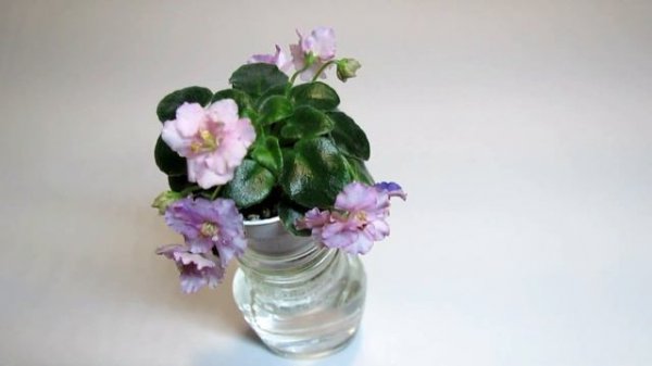 Rob's Smarty Pants - African Violet Review