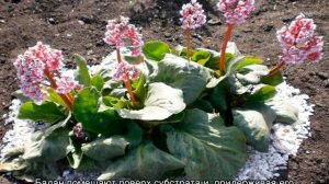 Бадан посадка и уход в открытом грунте