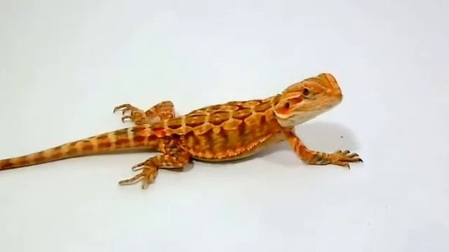 Бородатая агама #Агама # Mimimiko смотреть онлайн