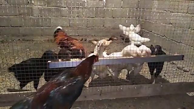 Гелянская порода кур