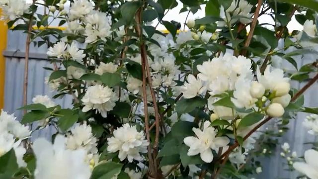 #чубушник #садовыйжасмин / Цветение белоснежных чубушников ( лат. philadelphus). Махровый. Простой смотреть онлайн