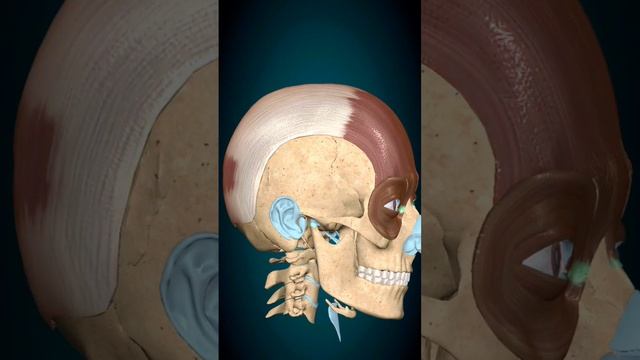 Occipitofrontal muscle ? |movement ? смотреть онлайн