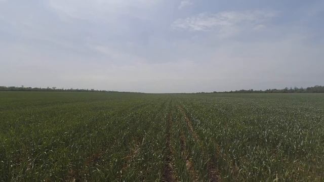 Пшеница и лен 2020года