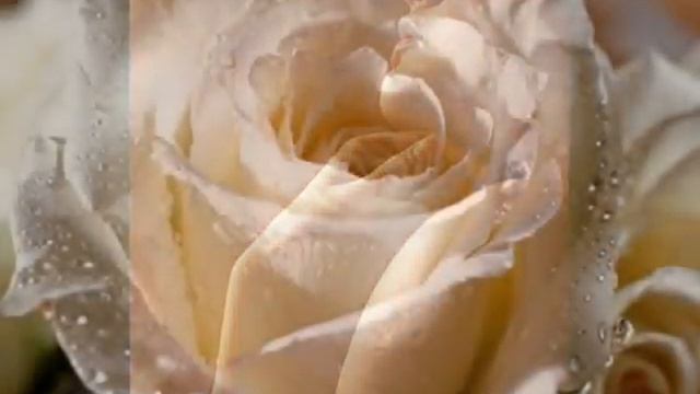 ЛАЗАРЬ СЕРЕБРОВ " ПЛАВЯТСЯ СВЕЧИ " смотреть онлайн