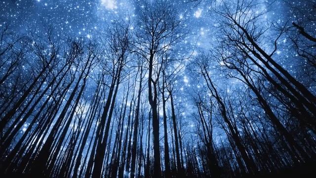 НОЧНОЙ ЛЕС, ПОГРУЖАЕТ В СОН смотреть онлайн