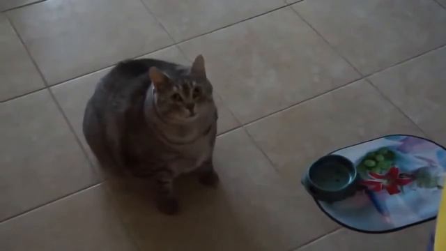 Забавный толстенький котик смотреть онлайн