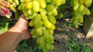 Виноград Біла леді 🍇👍👍👍🤠