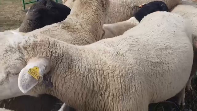 #2 Искусственное осеменение. Мясные породы Бараны производители +7 982 000 999 4 смотреть онлайн