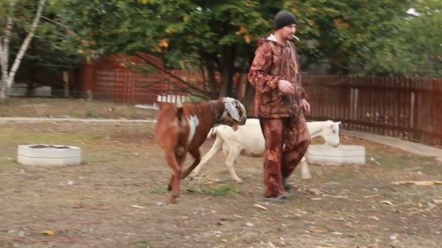 Нубийский козел.Мы купили Нубийского козла!!!! Ура!!!!! смотреть онлайн