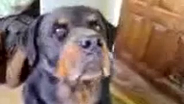 Ротвейлер проверенный барыга смотреть онлайн