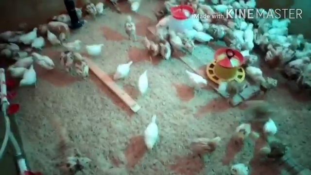 Понемногу обо всех.....цыплята сменили место жительства, муларды уплетают второй мешок корма смотреть онлайн