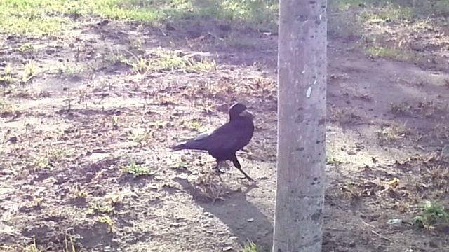 Птицы на газоне в поисках еды смотреть онлайн