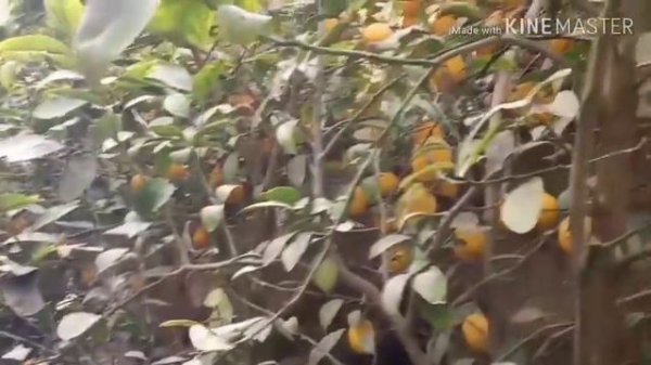 Limon ekish hosil olish sirlari |ОБЗОР ЛИМОНАРИЯ . ИССИКХОНАДА ЛИМОН ЭКИШ...ОДДИЙ УСУЛИ