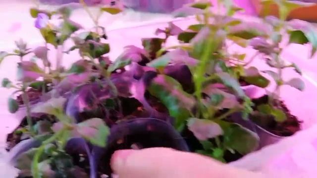 Укоренение черенков в домашних условиях. смотреть онлайн