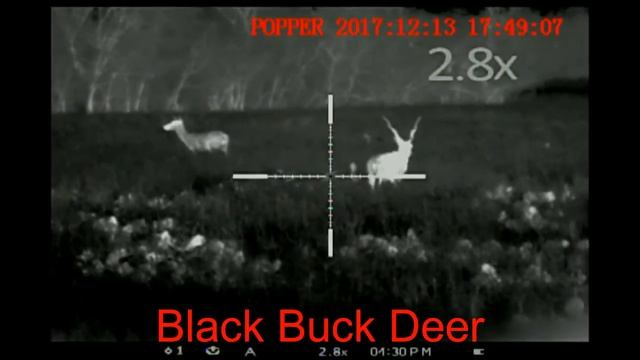 Pulsar APEX XQ50 - Exotic Deer at 100 yards and closer смотреть онлайн