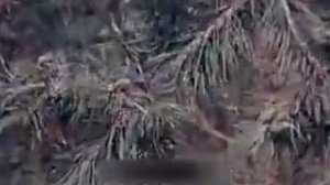 Лесосеменная плантация (СССР)