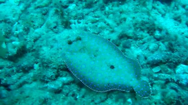 Рыбы Карибского моря. Морской язык. смотреть онлайн