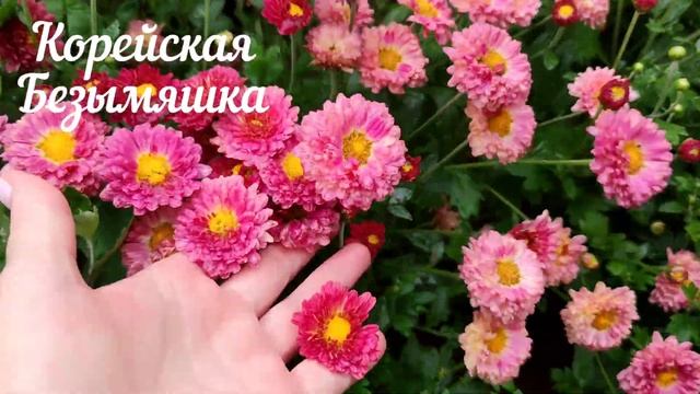 Обзор сортов хризантем. Цветение в сентябре. смотреть онлайн