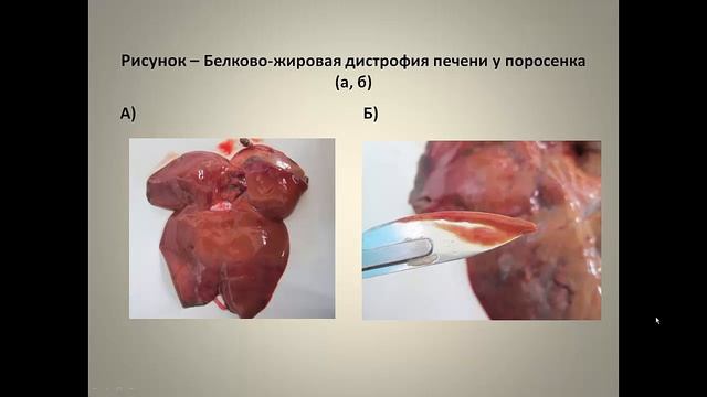 Вахрушева Т.И. Сальмонеллезы млекопитающих и птицы