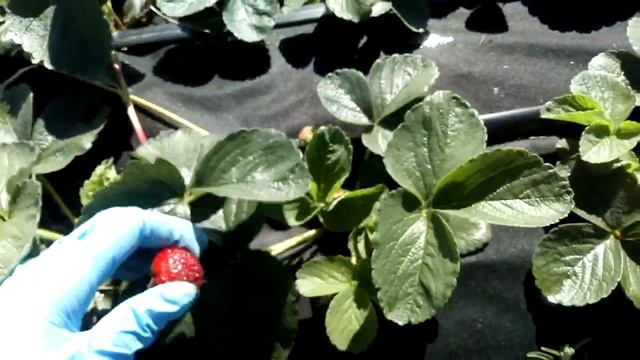 Десертный сорт земляники МИЦЕ ШИНДЛЕР Ферма "Омская Ягода" #МицеШиндлер смотреть онлайн