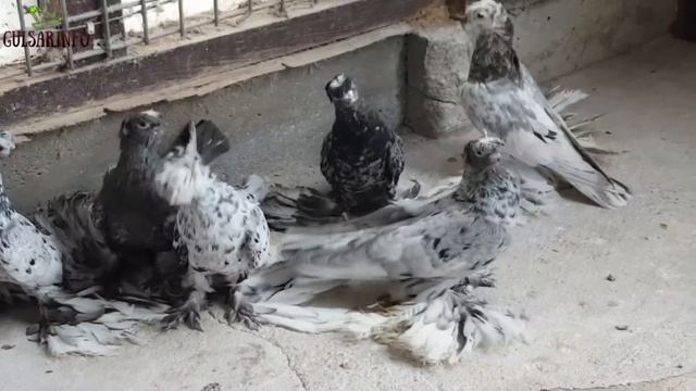 ДВУХЧУБЫЕ ЧЕЛКАРИ МРАМОРНЫЕ ГОЛУБИ / Pigeons / doves / dove смотреть онлайн