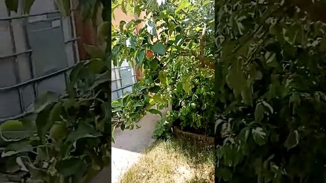 Traitement naturel pour puceron смотреть онлайн