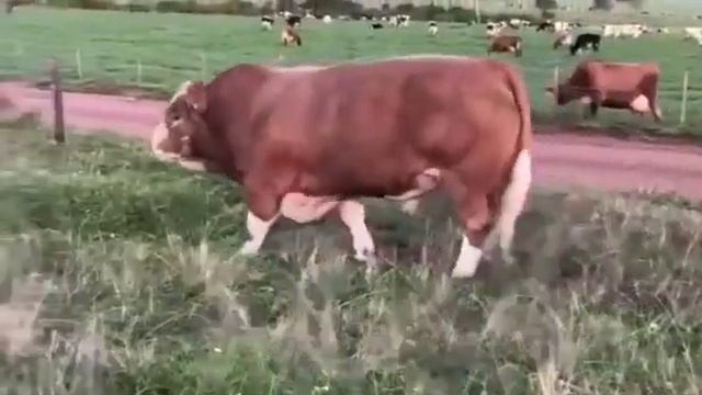 Бык Качек 1200 кг. Экспорт и Подбор скота из России под покупателя. смотреть онлайн