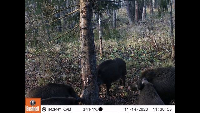 Неделя в защиту животных: Кабаны смотреть онлайн