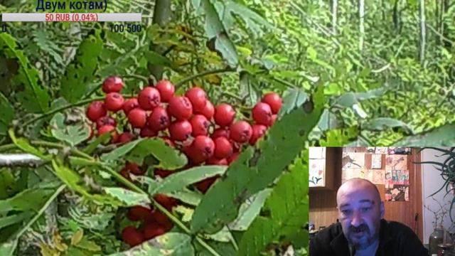 КАПС ВКЛ! ПОГОДА - СНОВА ДУБАК И ЛИВНИ. смотреть онлайн