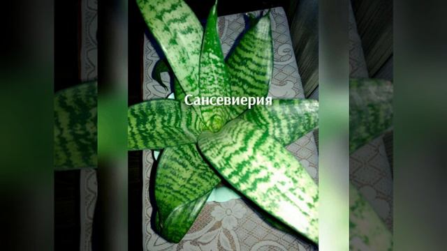 Комнатные растения смотреть онлайн