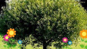 Ива белая Шаровидный карлик. Краткий обзор, описание характеристик, где купить саженцы salix x