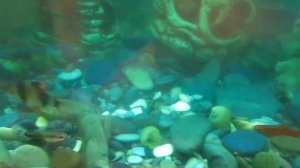 Метиленовый синий убил улиток. Кондиционер для аквариума.