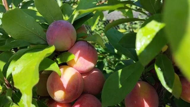 Мои самые любимые сорта сливы? очень вкусные и сладкие смотреть онлайн