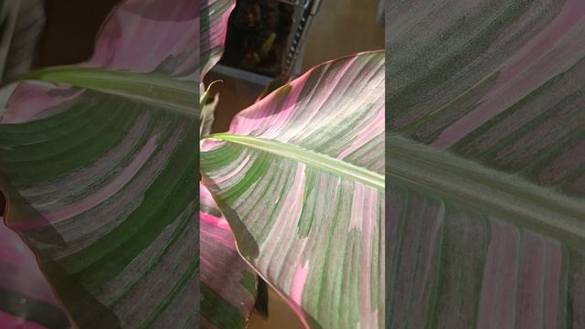 банан NONO самый красивый Musa Nono