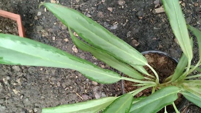 Aglaonema Varieties/Names Philippines I Common Aglaonema I Philippine Evergreens/Chinese Evergreens смотреть онлайн