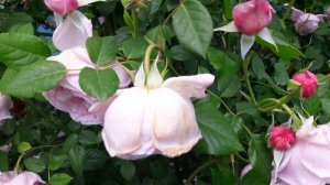 Роза Спирит оф Фридом (Spirit of Freedom).