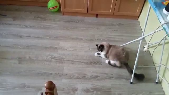 Кот играет в футбол??? смотреть онлайн