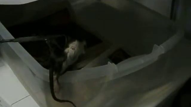 My Ball python eating supper (slow motion strike) смотреть онлайн