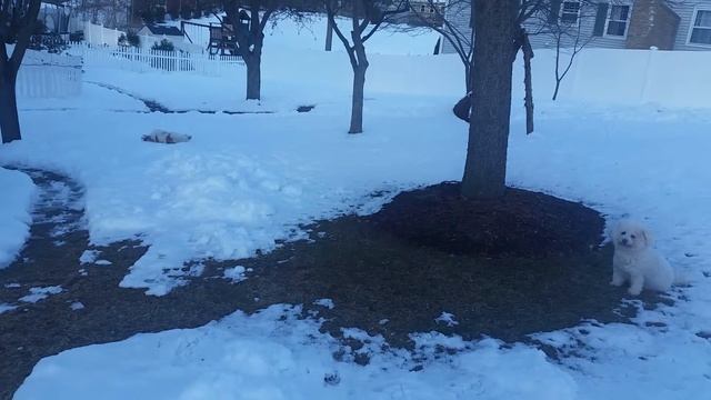 Trixie & Arequipa (Keepa) in the Snow смотреть онлайн