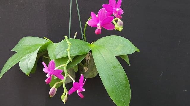 Phalaenopsis Sapphire's Galah смотреть онлайн