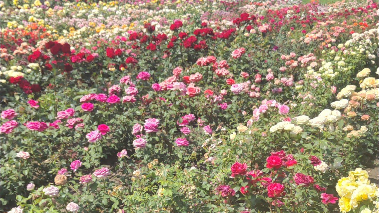 ШИКАРНЫЕ РОЗЫ С ПЫШНЫМ ЦВЕТЕНИЕМ ♥️♥️♥️ rosebushes.ru Дольчетто и Кантри Хоум смотреть онлайн