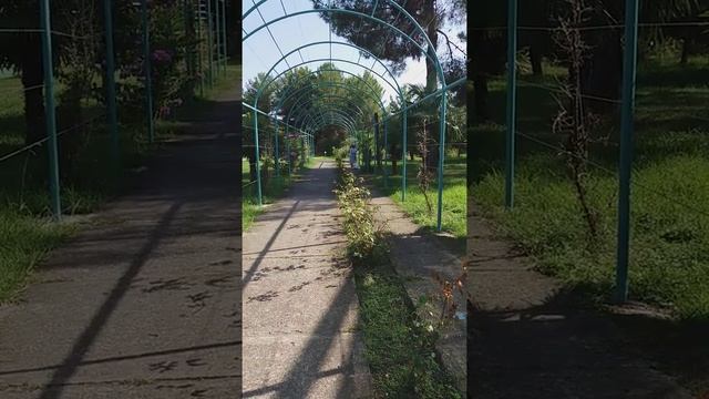 Не большой обзор "Самшитовая роща" 21.08.2022г. смотреть онлайн