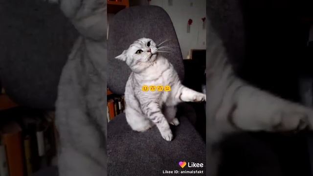 когда чуть не сломала кошке хвост смотреть онлайн