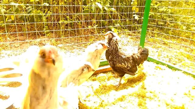 Ameraucana Self blue, Silver 9 weeks in Russia смотреть онлайн