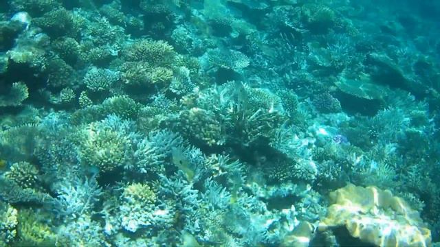 Meraki Resort Egipet Hurghada  part 4 Delfins